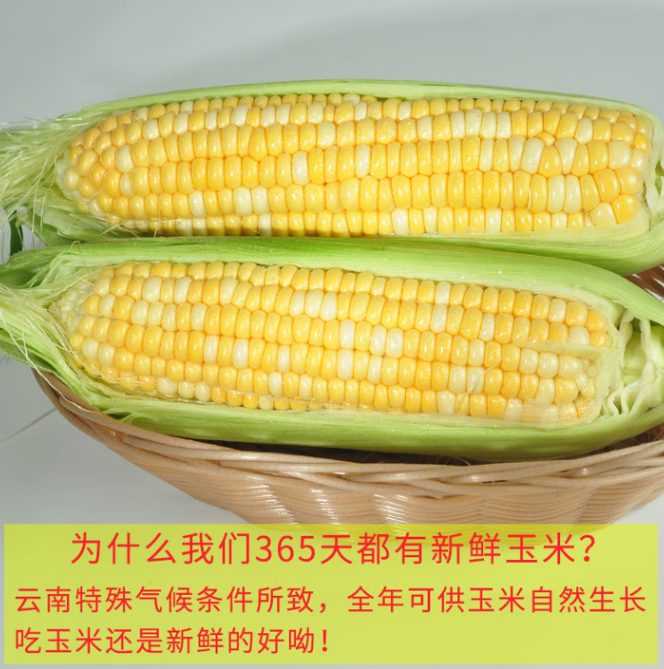 京鲜生云南水果甜玉米净5斤 16.99元 - 86线报