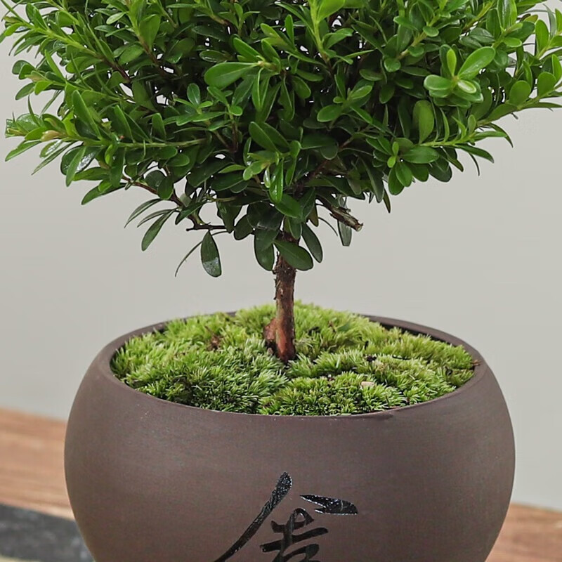 八芽小叶赤楠盆景摆件 8.36元 - 86线报