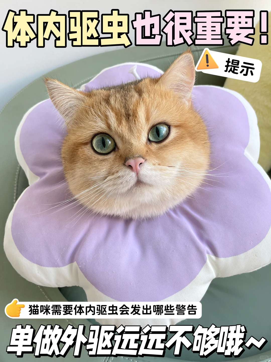 拜宠清猫用体内驱虫2粒 49元 - 86线报
