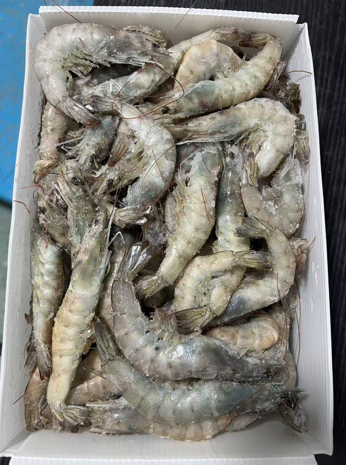 青岛鲜冻大虾 18元/斤，厄瓜多尔白虾14-16cm 18元/斤 - 86线报