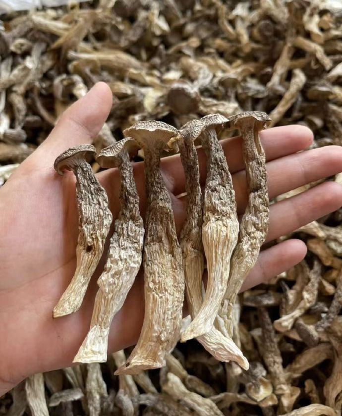 九邑优品鹿茸菇干50g×2袋 9.9元 - 86线报