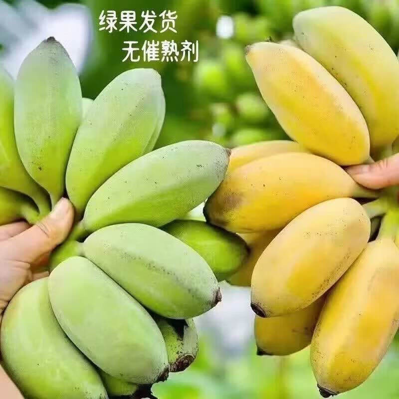 北森南屿广西小米蕉带箱9斤 19.9元 - 86线报 北森南屿广西小米蕉带箱9斤 19.9元 - 86线报