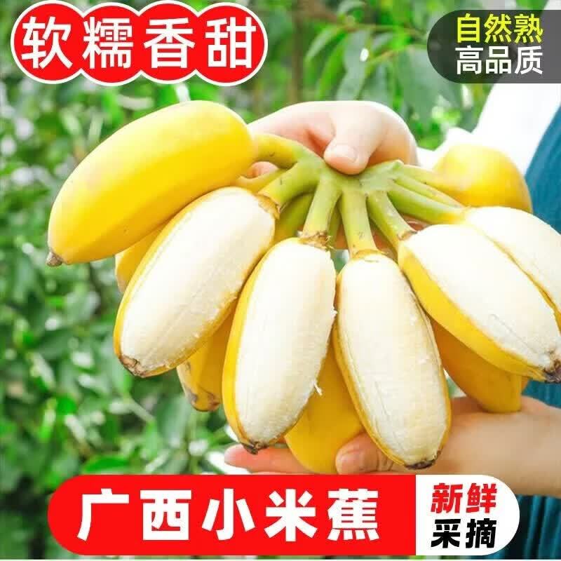 北森南屿广西小米蕉带箱9斤 19.9元 - 86线报 北森南屿广西小米蕉带箱9斤 19.9元 - 86线报