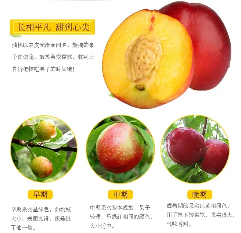 京世泽山西红皮黄肉麻点油桃净重4.5斤单果100g+ 13.88元 - 86线报