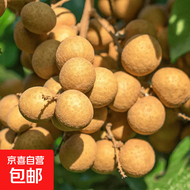 正宗石硖龙眼净重4斤 29.9元 - 86线报 正宗石硖龙眼净重4斤 29.9元 - 86线报