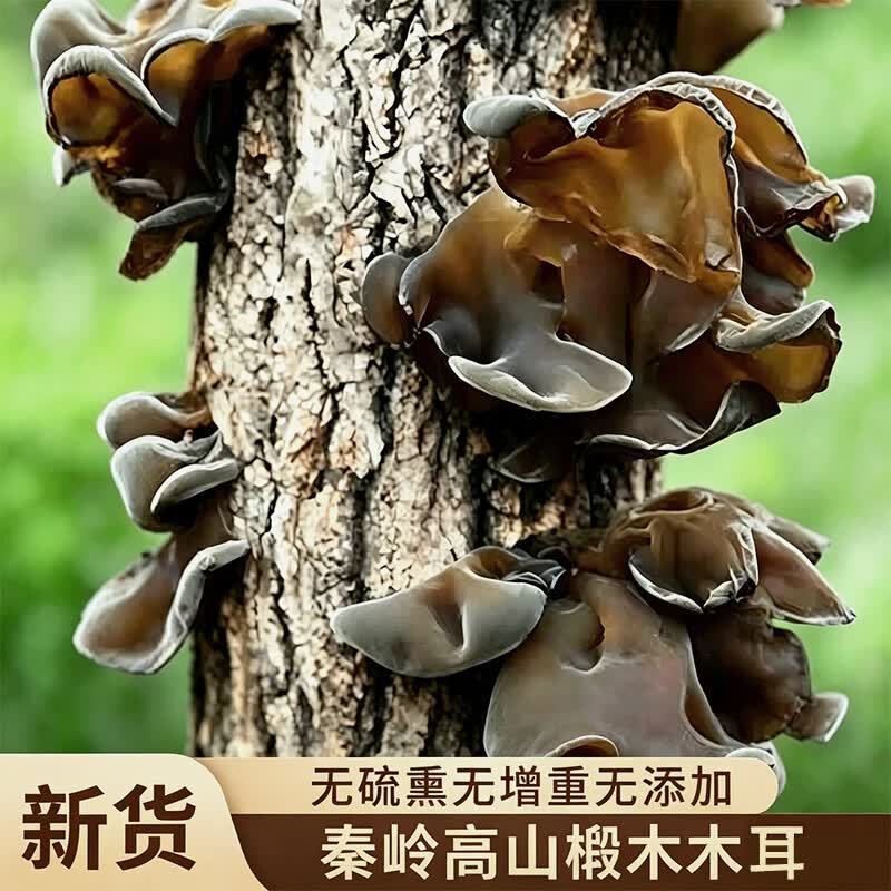 菌裕椴木黑木耳500g 39.9元 - 86线报