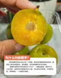 京觅 贵州六马镇宁蜂糖李 小果2斤装 图片 1