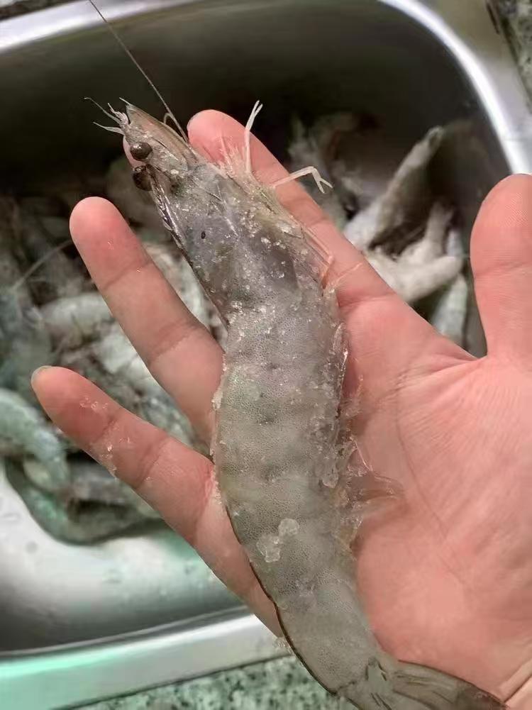 品珍鲜活盐冻白虾净重1.5kg 89元 - 美泡泡