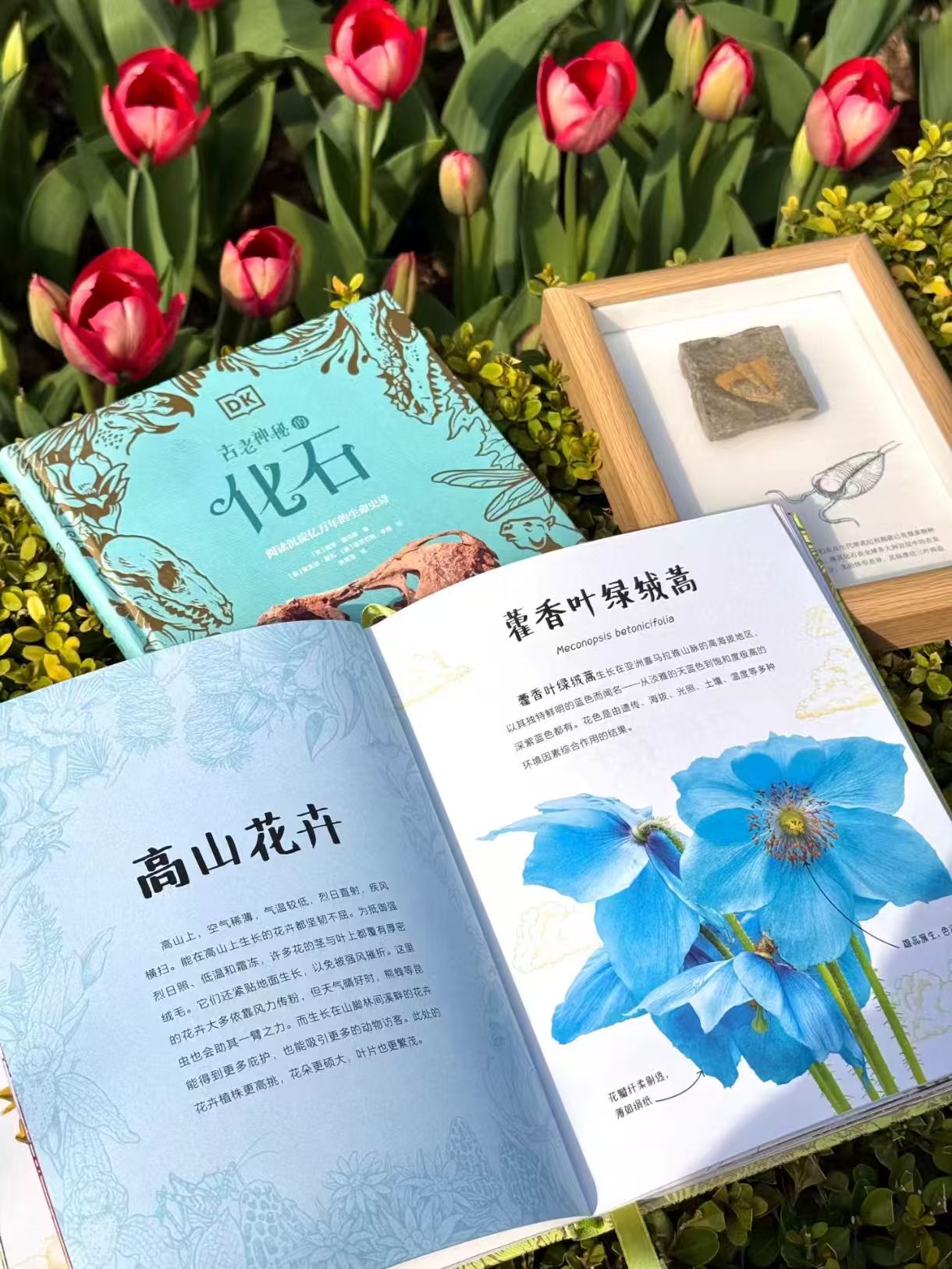 DK珍奇博物馆全2册繁花+化石 73.3元 - 86线报