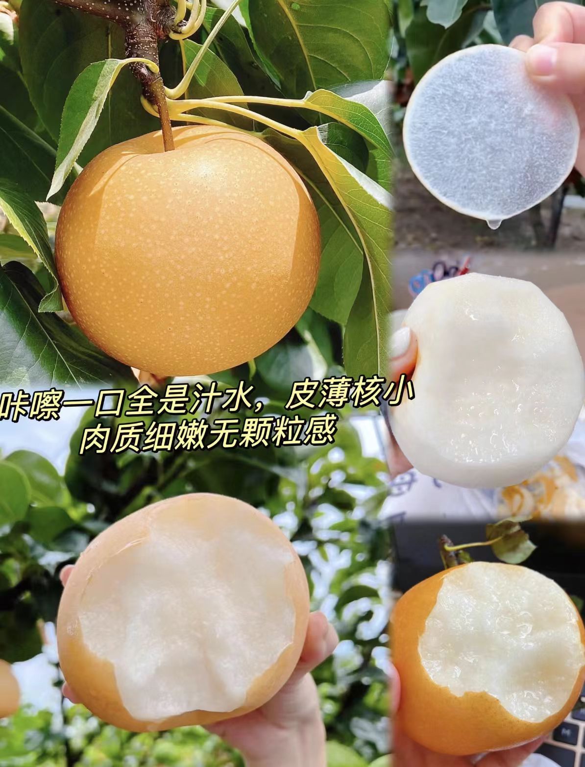 正宗山东莱阳秋月梨4.5-5斤 15.9元 - 86线报
