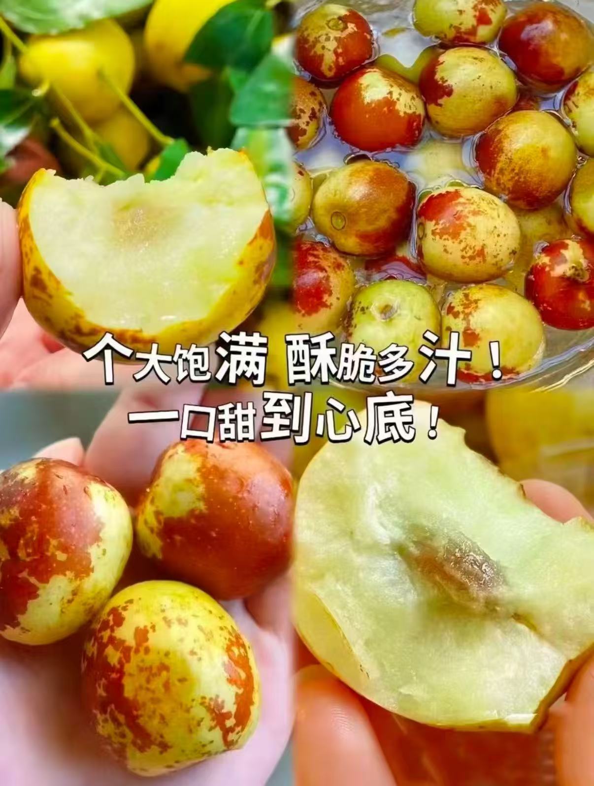 京鲜生陕西大荔冬枣4.5斤中秋礼盒装 29.9元 - 86线报