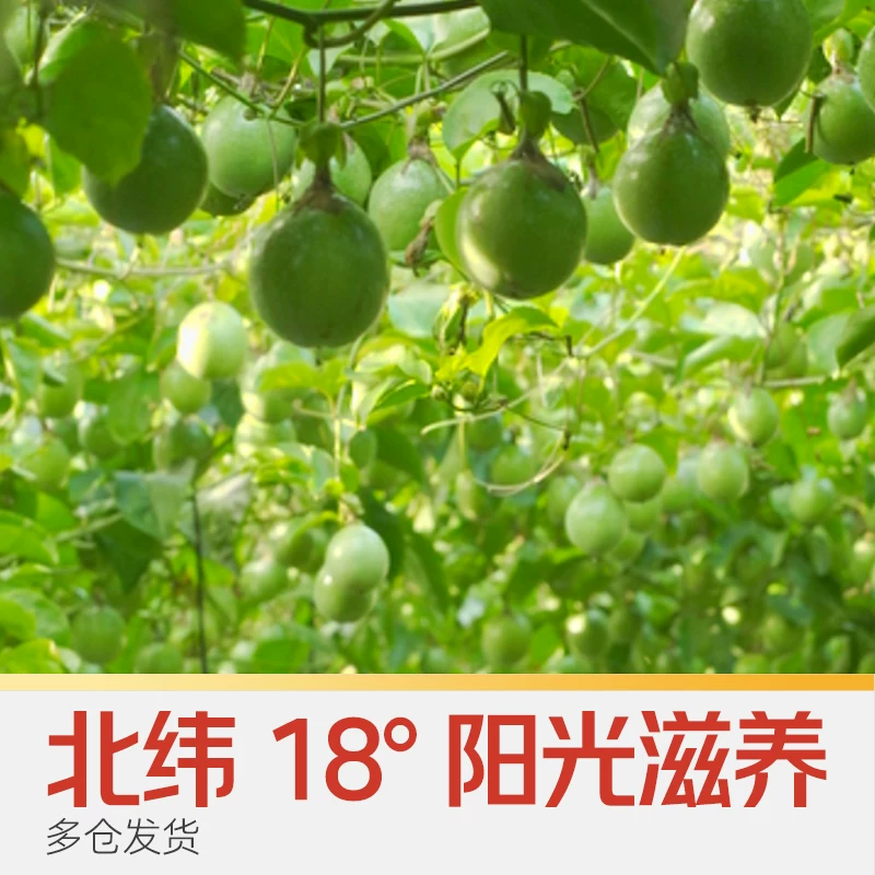 安心有味福建钦蜜9号黄金百香果3斤 13.05元 - 线报酷