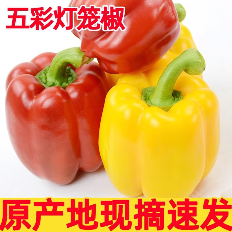 山东水果彩椒圆椒产地直发 红黄双色水果彩椒净重 3斤 券后16.9元 - 86线报