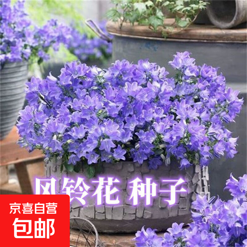 风铃草花种室内外庭院盆栽种子四季开花易活约1000粒/包3包 4.9元 - 86线报