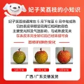 京鲜生 白糖罂荔枝 1.5kg 券后57.49元 图片 2