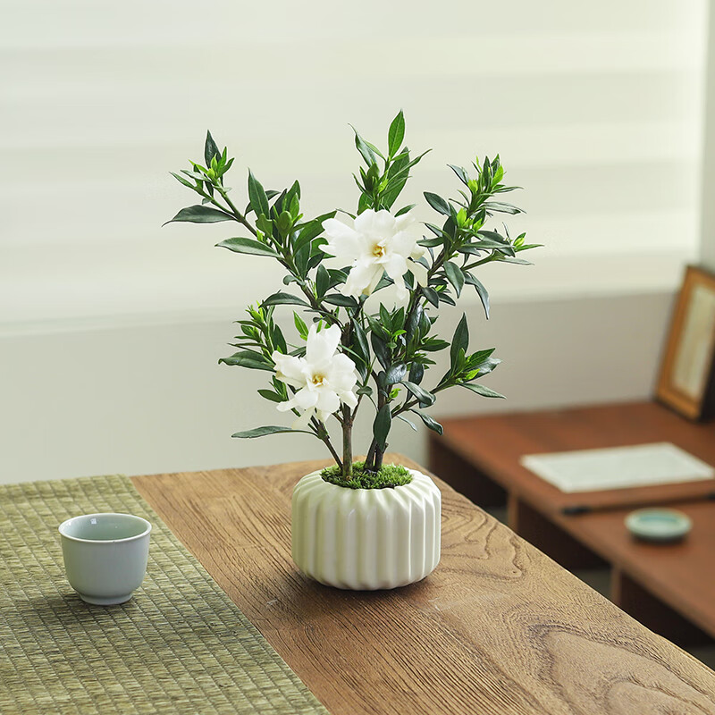 八芽小叶栀子花盆栽开花植物室内桌面茶几好养花卉绿植办公室净化空气小叶栀 8.7元 - 86线报