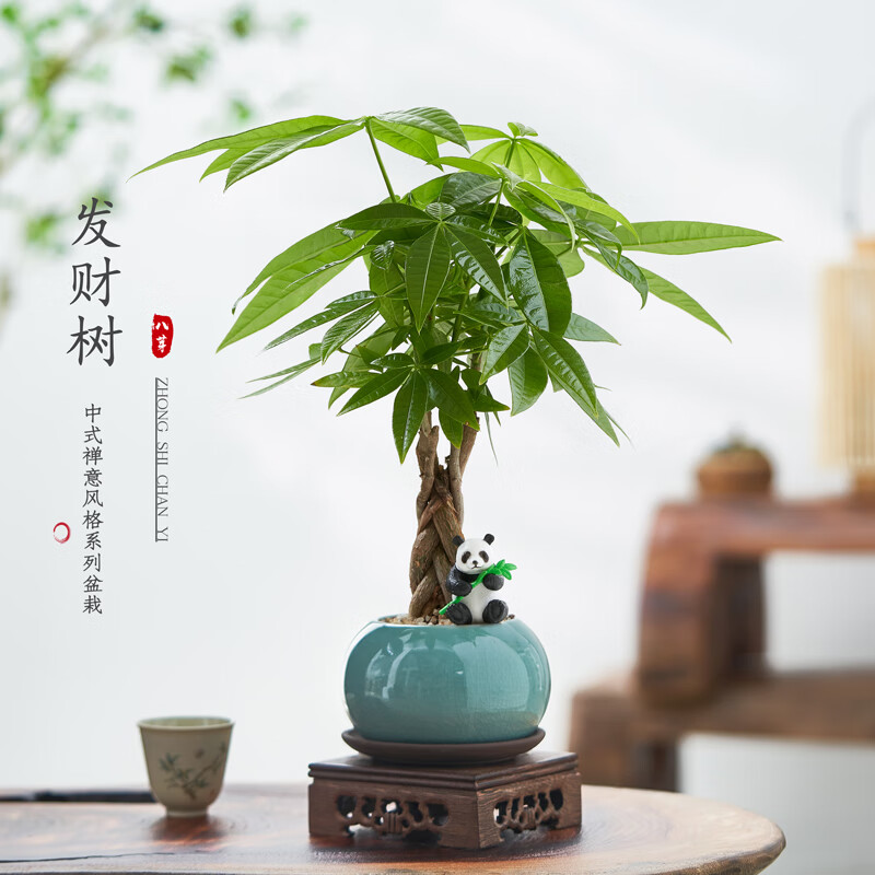 八芽五福发财树圆肚盆密胺托盘盆栽 12.9元 - 86线报