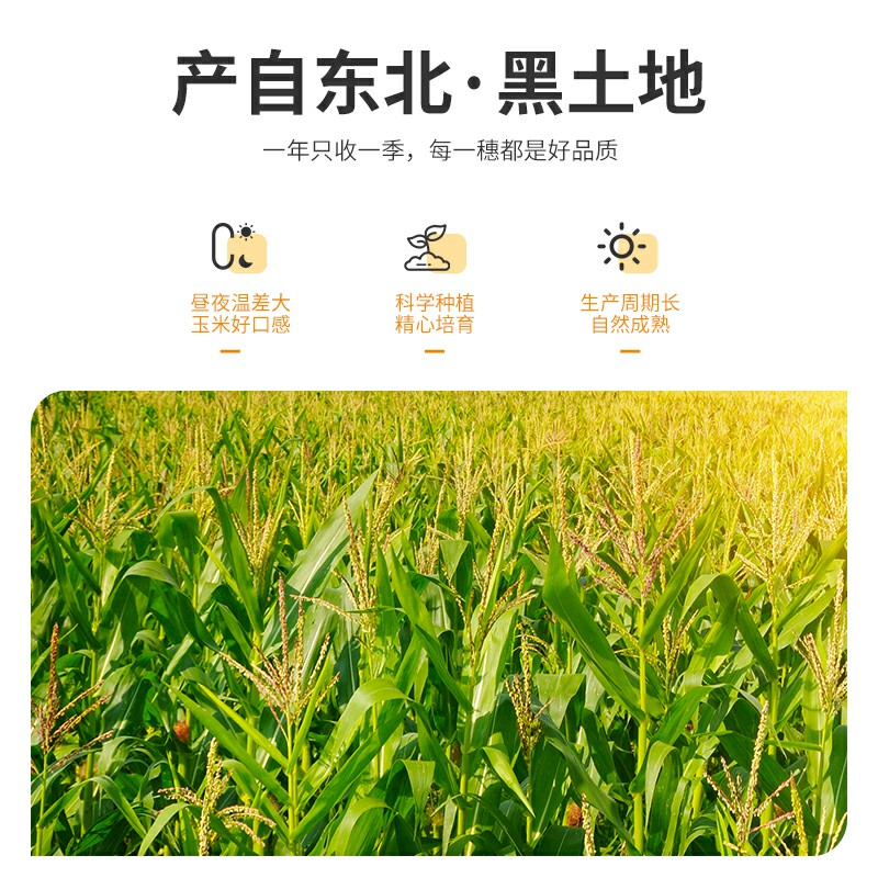 珍谷诱惑25年东北黄糯玉米10支 17.99元 - 86线报 珍谷诱惑25年东北黄糯玉米10支 17.99元 - 86线报