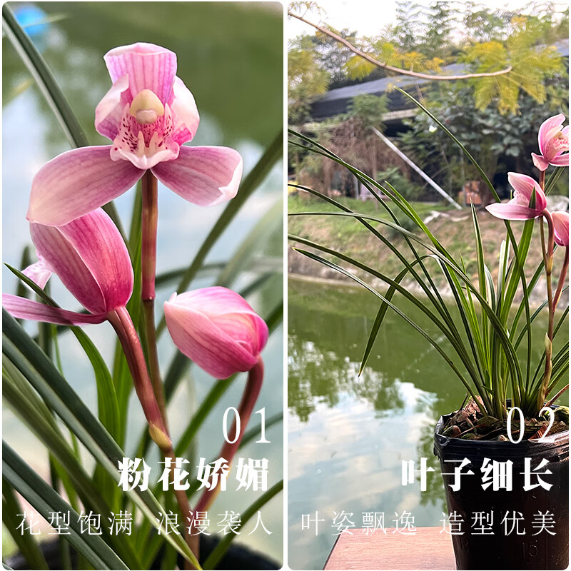 劉閣蘭花春兰粉花天娇兰花盆栽带花苞客厅室内好养花卉绿植物天骄2苗连体送肥当年上花 7.43元 - 86线报