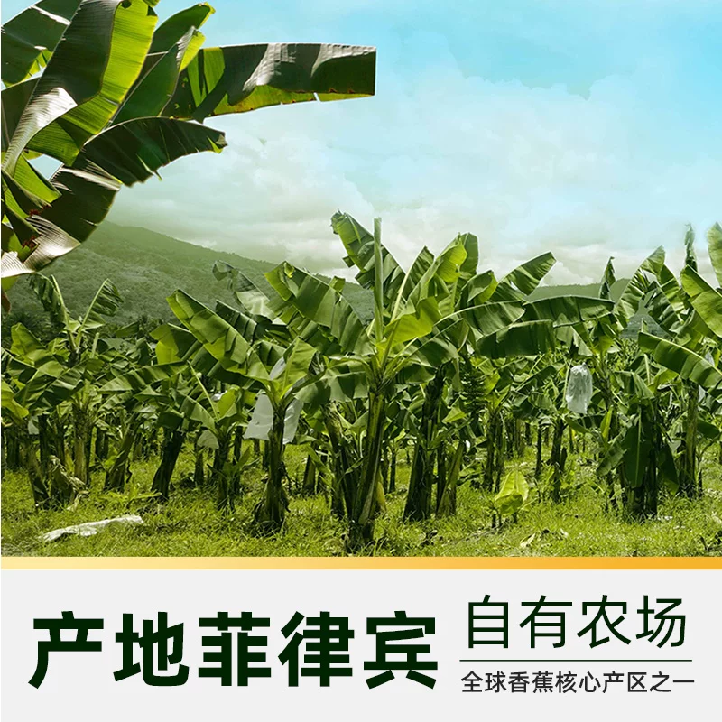 都乐甜蕉香蕉礼盒 18.96元 - 86线报