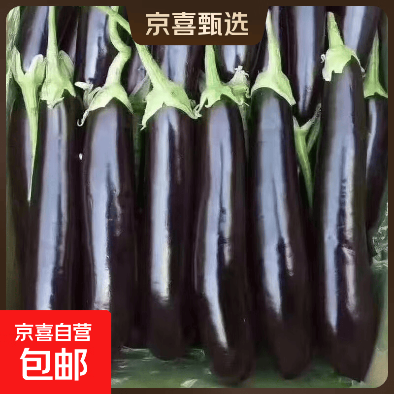 京喜山东农家绿把紫皮长茄2斤净重 1.99元 - 86线报