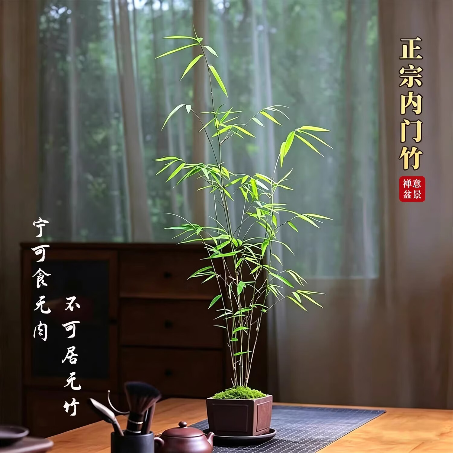 艾莹正宗内门竹盆栽名贵竹子四季常青精品翡翠观音竹基地原盆发货 7.45元 - 线报酷