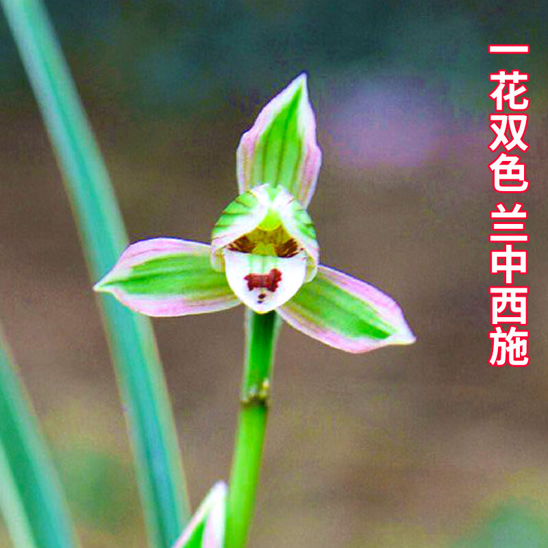 劉閣蘭花帝王妃兰花苗3大壮苗+硬塑黑盆+2包土 7.07元 - 86线报