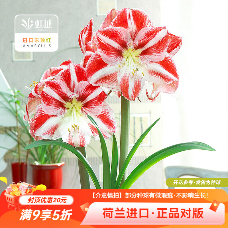 虹越朱顶红裸球小丑(28/30)球根花卉 19.9元 - 86线报