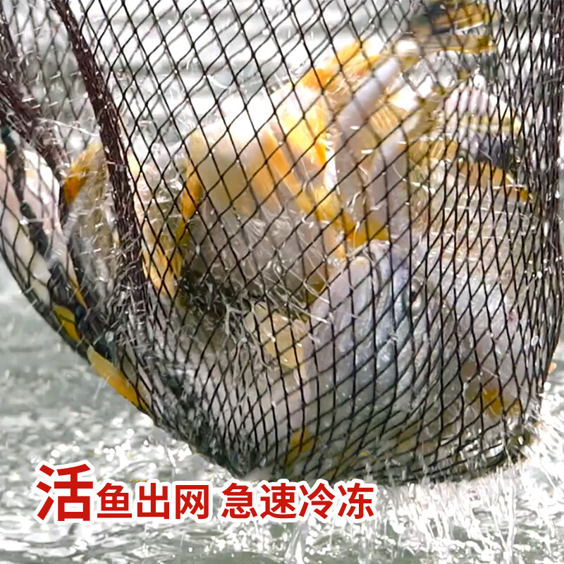 黄小渔宁德深海大黄鱼650g/2条 拍2件 35.91元 - 86线报