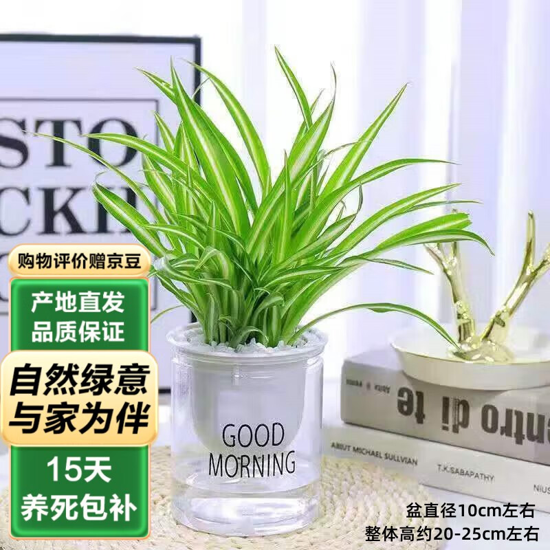 泰西丝金边吊兰绿植室内办公室绿色植物金边吊兰+早安盆 5.9元 - 86线报
