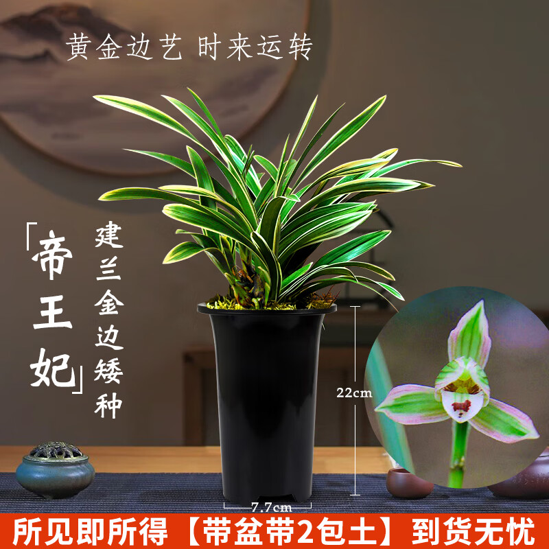 劉閣蘭花帝王妃兰花苗3大壮苗+硬塑黑盆+2包土 7.07元 - 86线报 劉閣蘭花帝王妃兰花苗3大壮苗+硬塑黑盆+2包土 7.07元 - 86线报