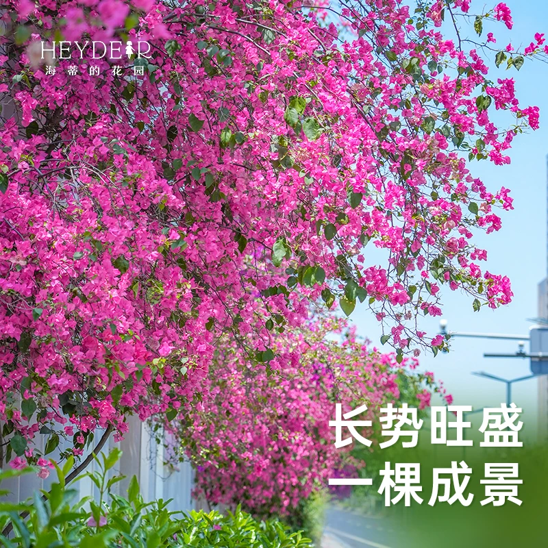 海蒂的花园三角梅多年生花灌木30cm-40cm绿叶樱花盆栽 28.81元 - 86线报