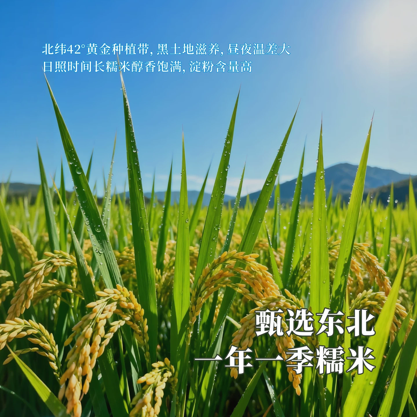 红动甄选米酒有机鲜榨米酒桂花酒甜酒糯米酒北方米酒 27.8元 - 86线报 红动甄选米酒有机鲜榨米酒桂花酒甜酒糯米酒北方米酒 27.8元 - 86线报