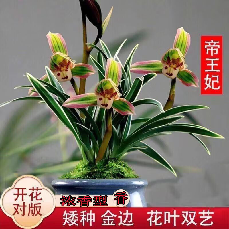 艾莹建兰金边鹤艺矮种帝王妃兰花苗3壮苗+配开花肥 8.38元 - 86线报