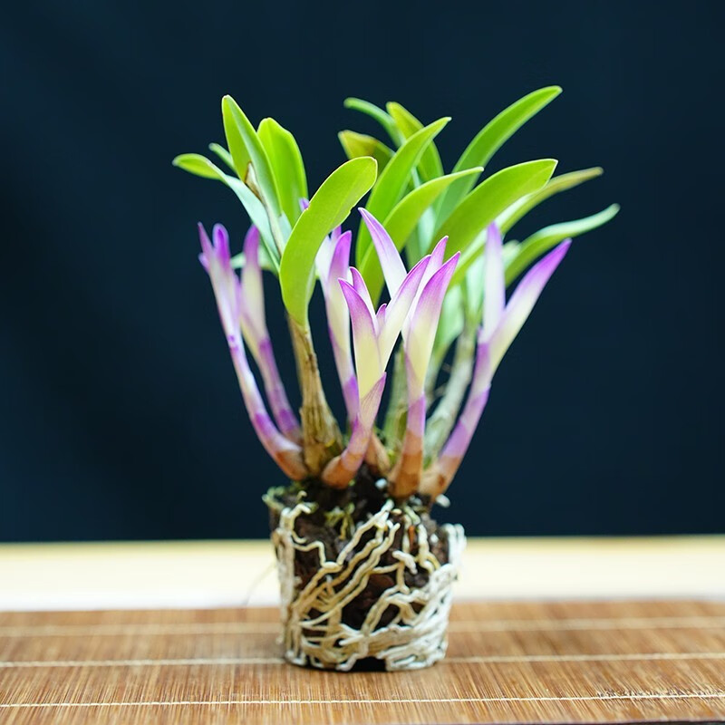 劉閣蘭花七彩香水石斛兰花冬带花苞好养绿植浓香型石斛花卉盆栽绿植驱蚊10苗连体当年开花七彩石斛配水培盆 - 86线报