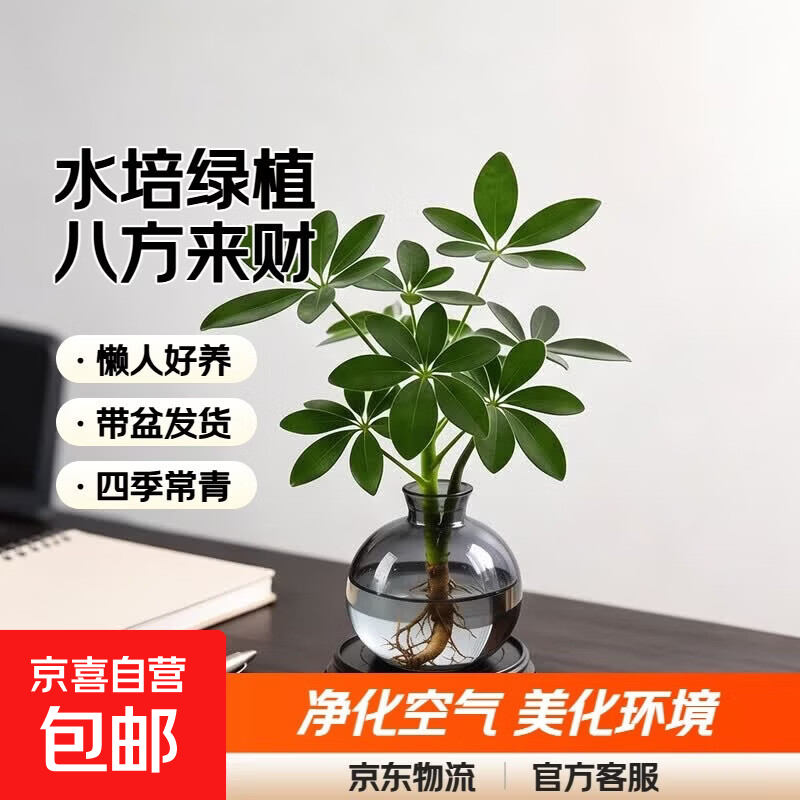 水培多类盆栽植物整体高度15-20cm八方来财植物+塑制琥珀灯泡瓶+招财运挂签 5.99元 - 86线报 水培多类盆栽植物整体高度15-20cm八方来财植物+塑制琥珀灯泡瓶+招财运挂签 5.99元 - 86线报