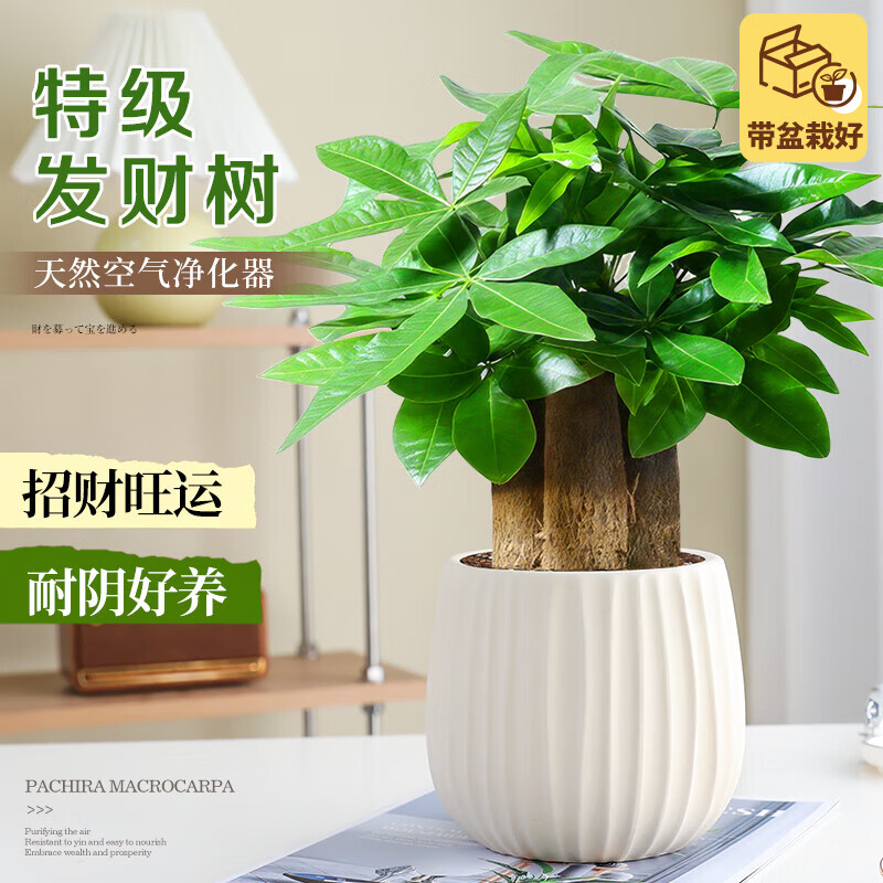 特级发财树室内绿植三杆带盆栽A级原土盆+送肥 8.95元 - 86线报 特级发财树室内绿植三杆带盆栽A级原土盆+送肥 8.95元 - 86线报