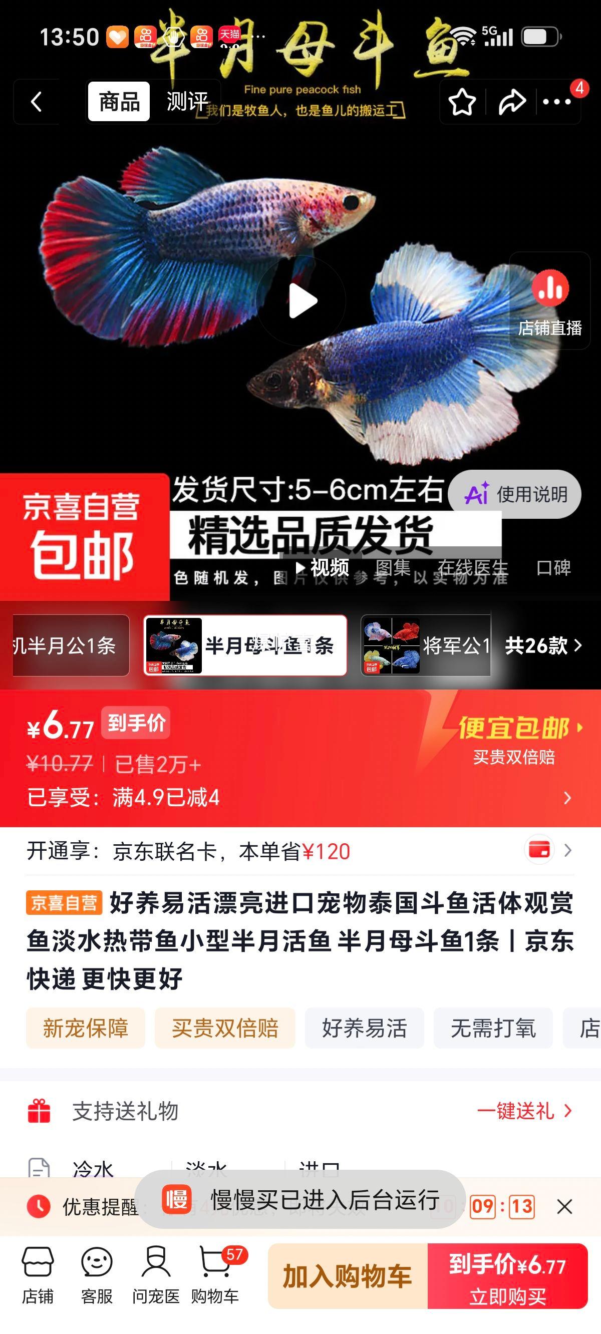 泰国斗鱼半月母斗鱼活体观赏鱼1条 6.77元 - 86线报