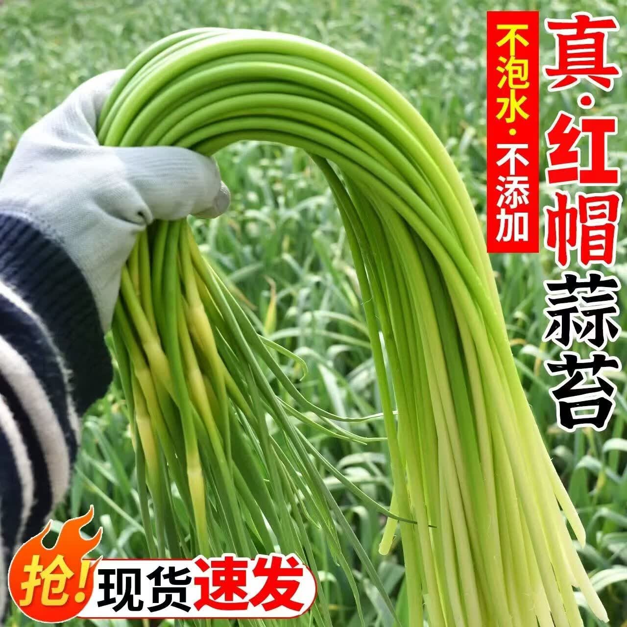今年头茬新鲜蒜苔2斤 2.89元 - 线报酷