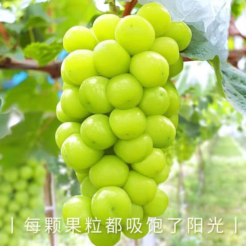 阳光玫瑰葡萄四川新鲜晴王礼盒香印葡萄应季水果带箱4斤净重3-3.6斤单果8g+ 14.9元 - 86线报