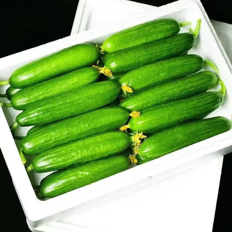 新鲜荷兰小黄瓜5斤净重山东水果黄瓜 8.98元 - 86线报 新鲜荷兰小黄瓜5斤净重山东水果黄瓜 8.98元 - 86线报