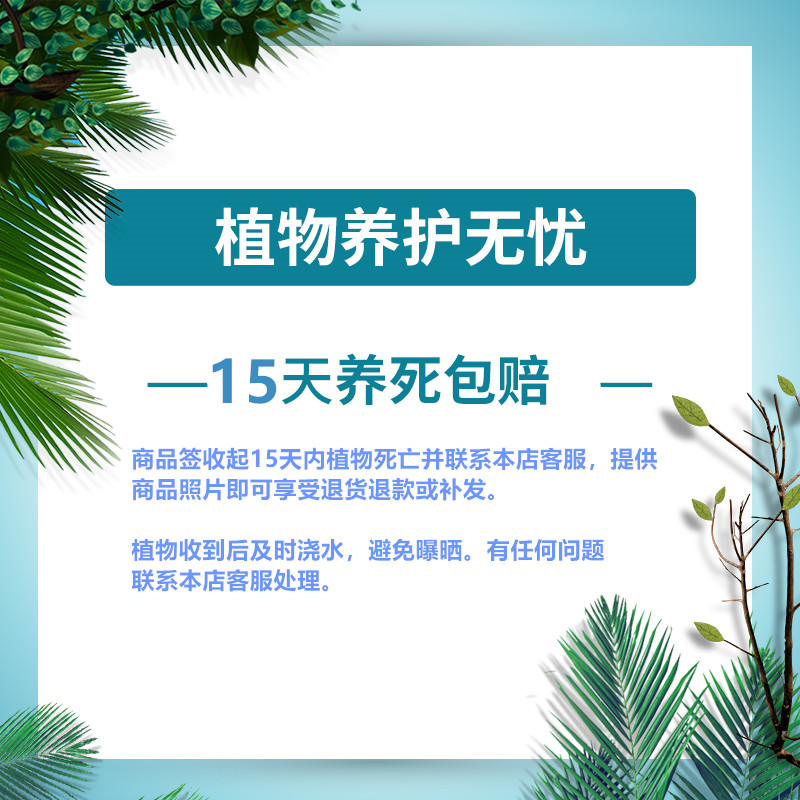 欧悟无籽葡萄树苗 3.5元 - 线报酷