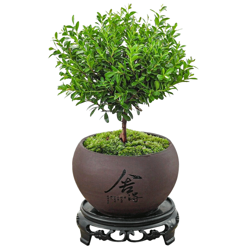 八芽 小叶赤楠盆景摆件 舍得紫砂盆+苔藓+底座 6.07元/件 共12.14元 - 86线报 八芽 小叶赤楠盆景摆件 舍得紫砂盆+苔藓+底座 6.07元/件 共12.14元 - 86线报