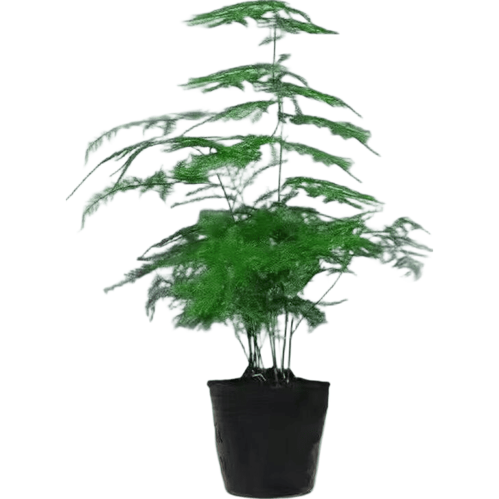 文竹盆栽绿植花卉室内客厅水培大苗四季常青高度15-25cm 2.9元 - 线报酷