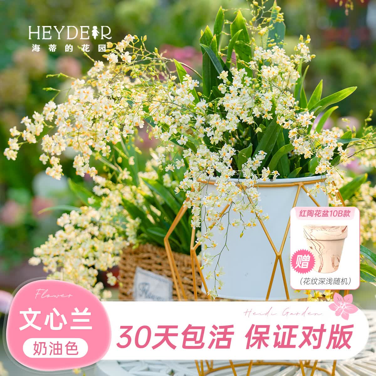海蒂的花园文心兰盆栽奶油色含盆高20cm+带红陶盆 11.3元 - 86线报