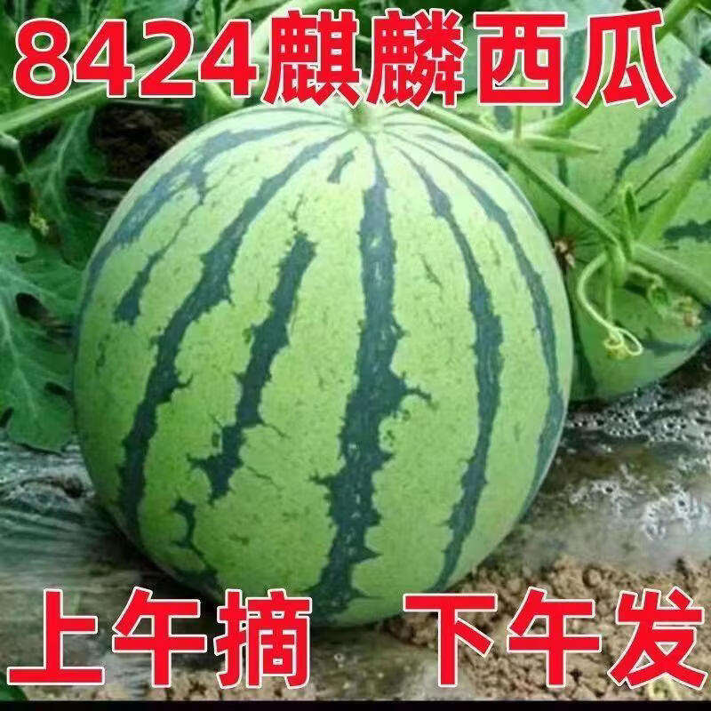 精品麒麟西瓜净重6-8斤 10.12元 - 86线报