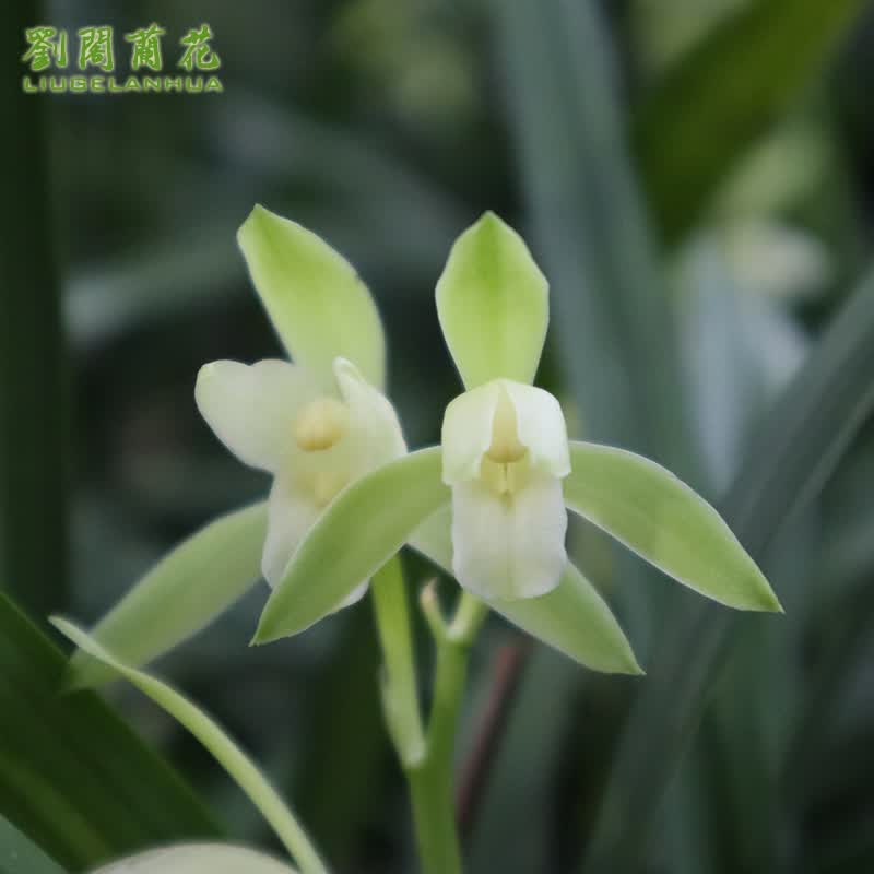 劉閣蘭花兰花四季素心大凤素现带花苞有香味的兰花室内绿植兰草花卉盆栽6苗连体带花带黑兰花盆 - 86线报