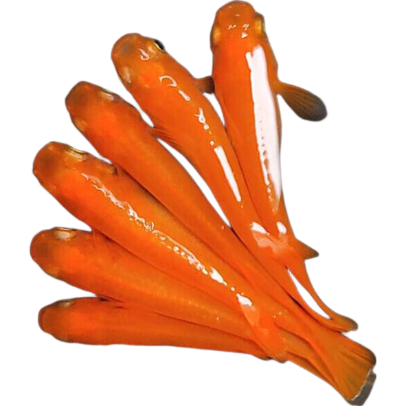 观背青鳉鱼活体2-3cm红帝4+1条送饲料 1.88元 - 86线报 观背青鳉鱼活体2-3cm红帝4+1条送饲料 1.88元 - 86线报