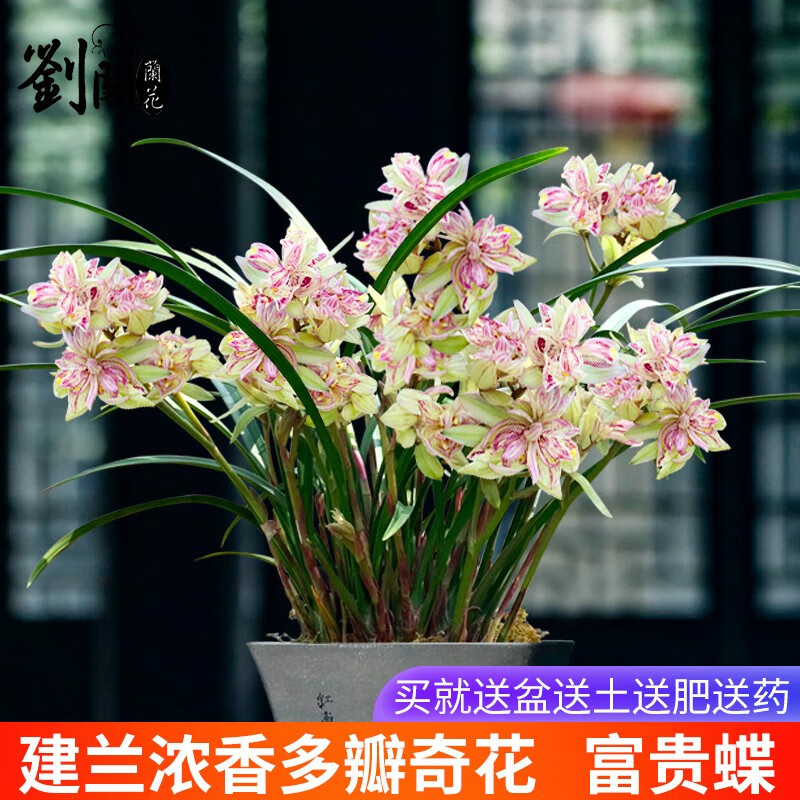 劉閣蘭花兰花苗世界上超香四季兰帝王妃金边矮种夏带浓香花苞花卉盆栽富贵蝶3苗连体配盆土肥 20.9元 - 86线报