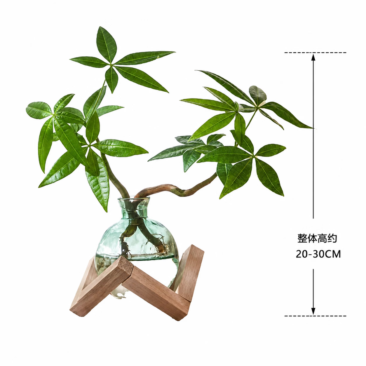 八芽双杆发财树轻奢小蓝瓶几何木架含盆 10.21元 - 折送网